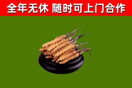 青河回收散虫草