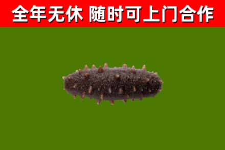 青河回收海参干